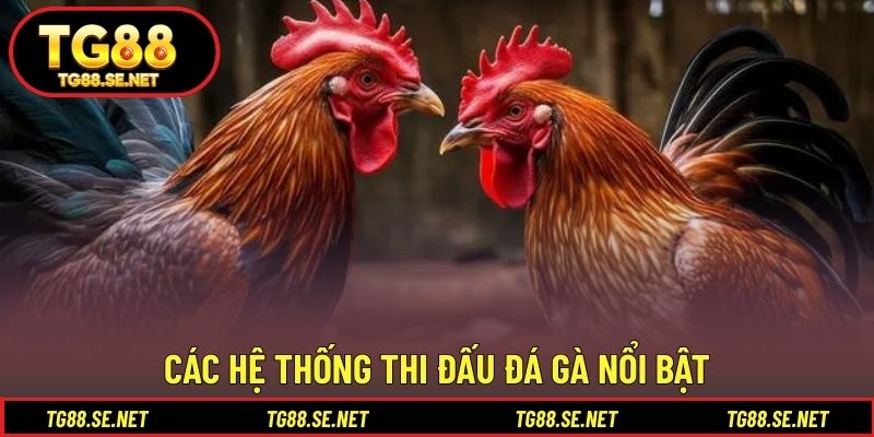 Các hệ thống thi đấu đá gà nổi bật Các hệ thống thi đấu đá gà nổi bật
