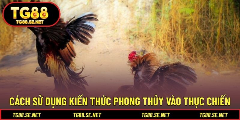 Cách sử dụng kiến thức phong thủy vào thực chiến Cách sử dụng kiến thức phong thủy vào thực chiến