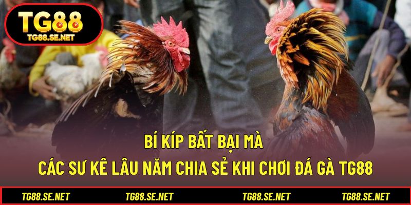 Bí kíp bất bại mà các sư kê lâu năm chia sẻ khi chơi đá gà TG88 Bí kíp bất bại mà các sư kê lâu năm chia sẻ khi chơi đá gà TG88