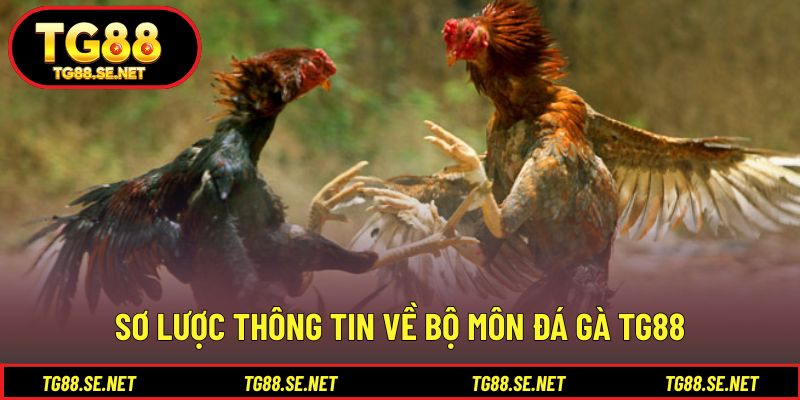 Sơ lược thông tin về bộ môn đá gà TG88 Sơ lược thông tin về bộ môn đá gà TG88
