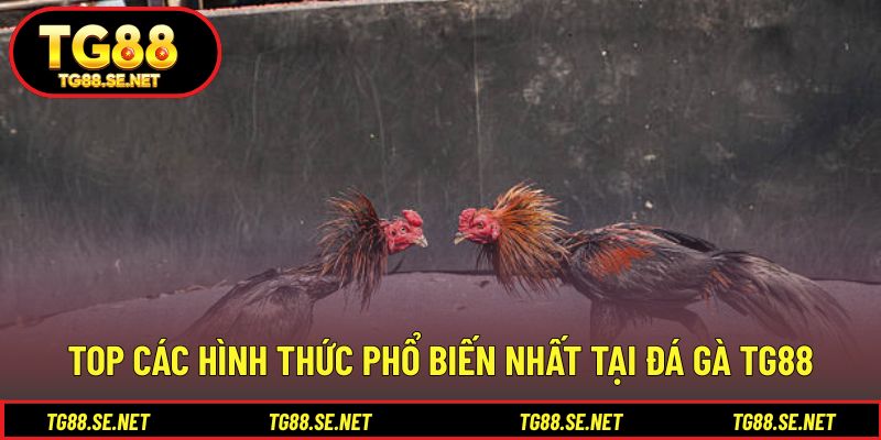 Top các hình thức phổ biến nhất tại đá gà TG88 Top các hình thức phổ biến nhất tại đá gà TG88