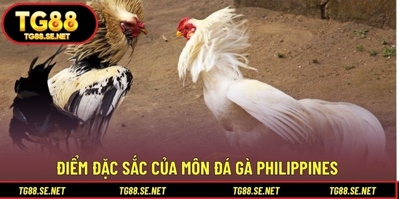 Điểm đặc sắc của môn đá gà Philippines Điểm đặc sắc của môn đá gà Philippines