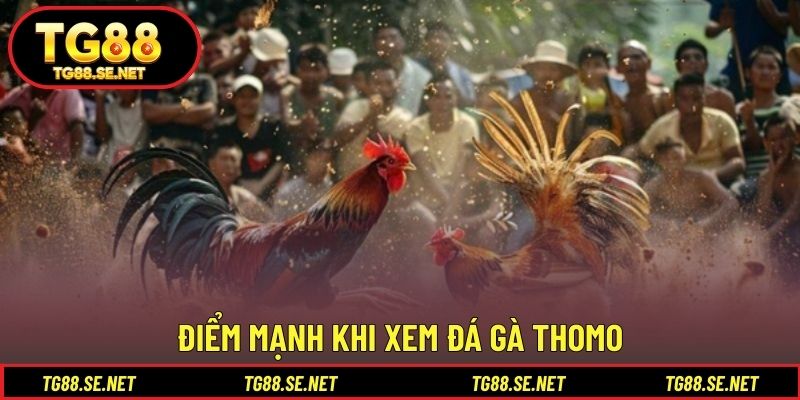 Điểm mạnh khi xem đá gà Thomo Điểm mạnh khi xem đá gà Thomo