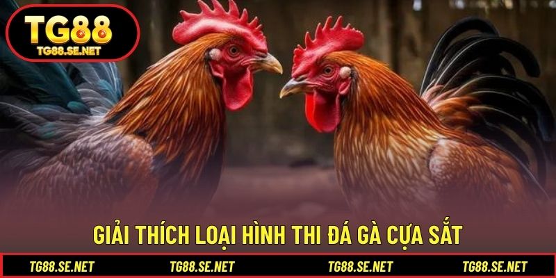 Giải thích loại hình thi đá gà cựa sắt Giải thích loại hình thi đá gà cựa sắt