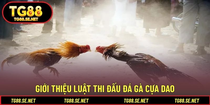 Giới thiệu luật thi đấu đá gà cựa dao Giới thiệu luật thi đấu đá gà cựa dao