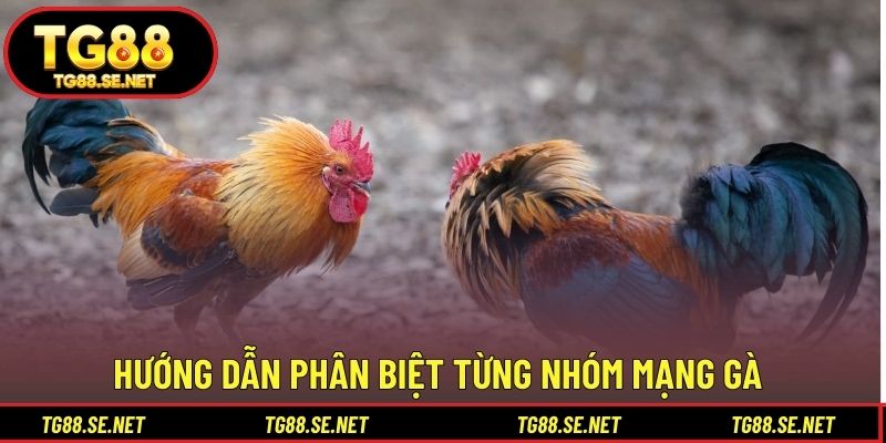 Hướng dẫn phân biệt từng nhóm mạng gà Hướng dẫn phân biệt từng nhóm mạng gà