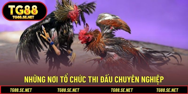 Những nơi tổ chức thi đấu chuyên nghiệp Những nơi tổ chức thi đấu chuyên nghiệp