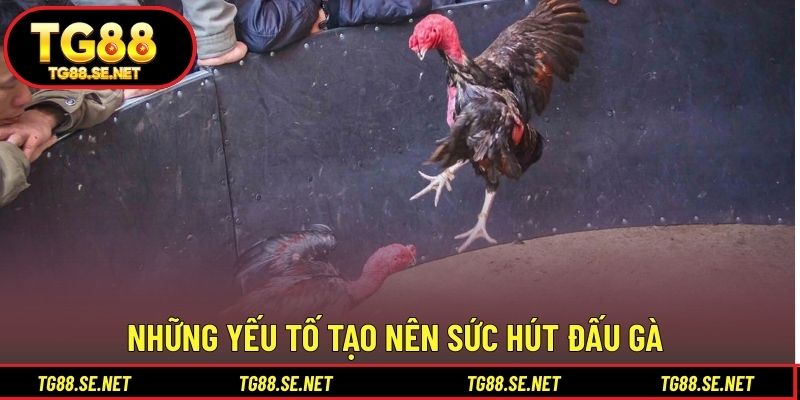 Những yếu tố tạo nên sức hút đấu gà Những yếu tố tạo nên sức hút đấu gà