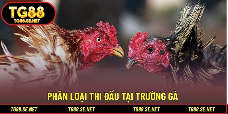 Phân loại thi đấu tại trường gà Phân loại thi đấu tại trường gà
