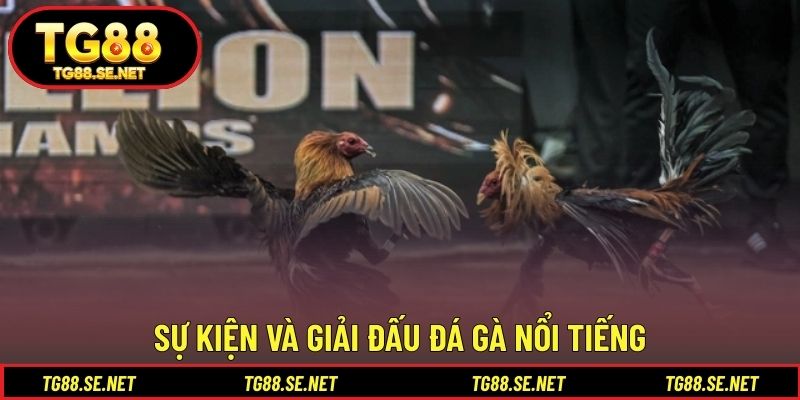 Sự kiện và giải đấu đá gà nổi tiếng Sự kiện và giải đấu đá gà nổi tiếng