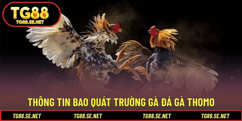 Thông tin bao quát trường gà đá gà Thomo Thông tin bao quát trường gà đá gà Thomo
