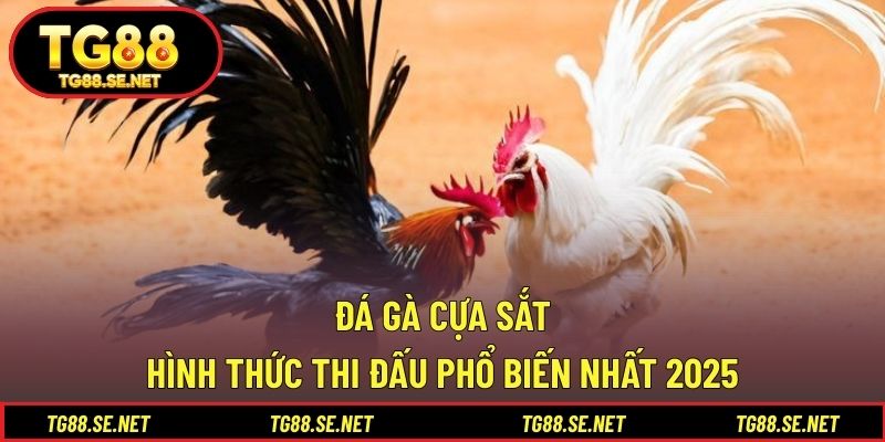 Đá Gà Cựa Sắt – Hình Thức Thi Đấu Phổ Biến Nhất 2025 Đá gà cựa sắt
