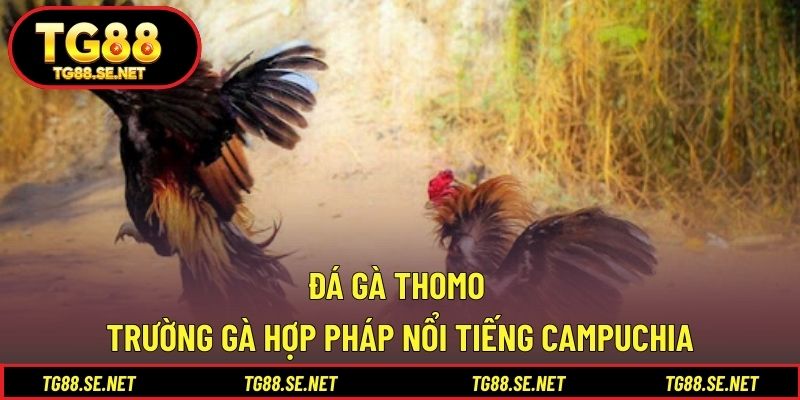 Đá Gà Thomo – Trường Gà Hợp Pháp Nổi Tiếng Campuchia Đá gà Thomo